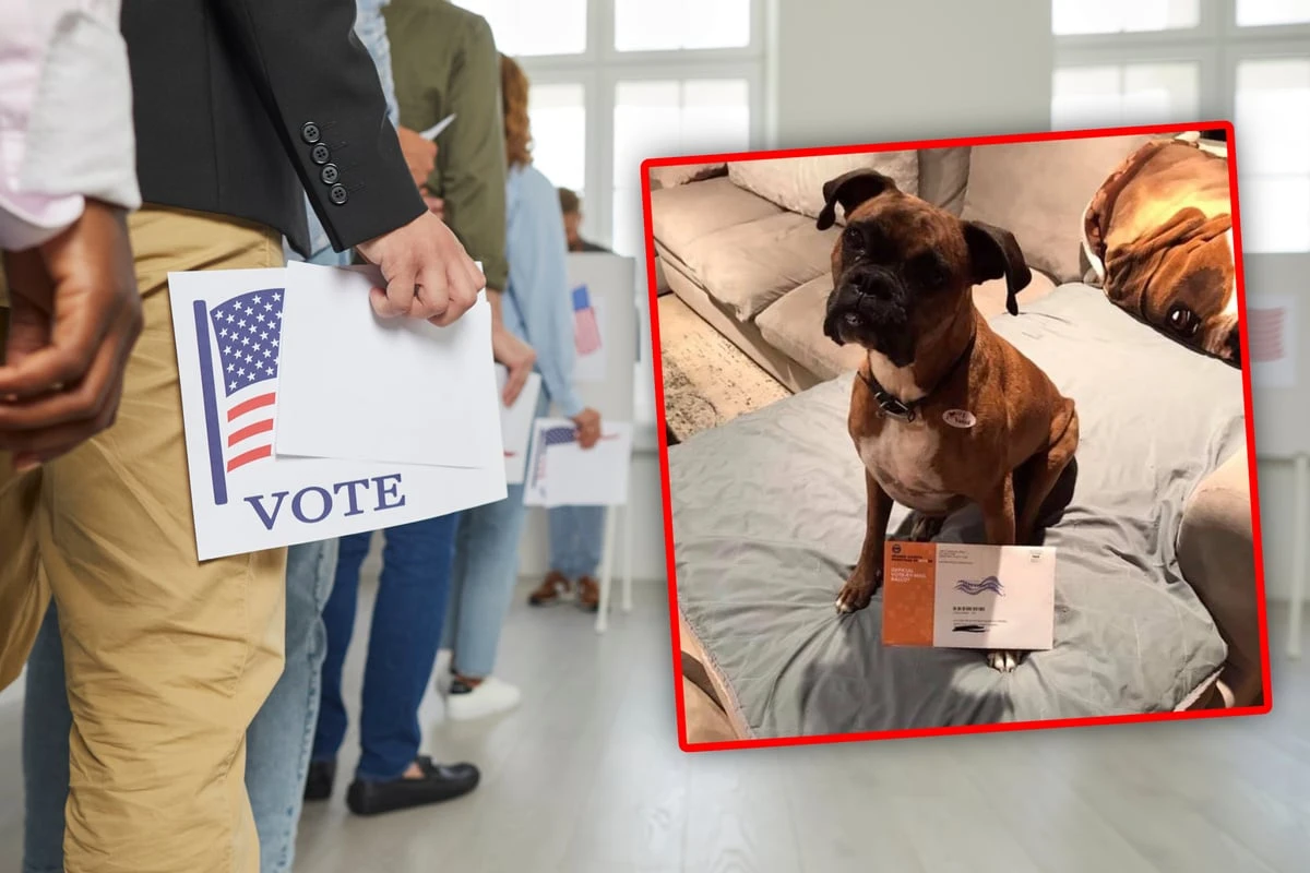 Hund zur Wahl angemeldet: Jetzt könnte Frauchen hinter Gitter kommen