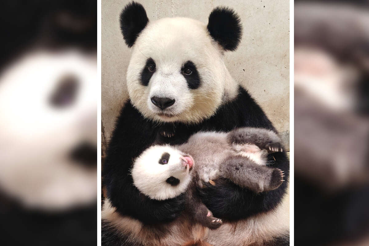 Wie süß: Panda-Babys verzaubern mit ersten Zähnchen