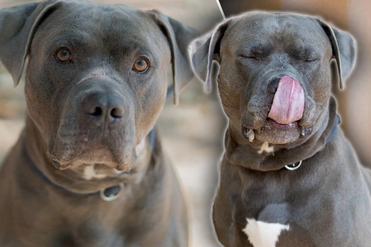 Freundlich, aber ziemlich stark: Hund Maximus ist ein wahres Kraftpaket