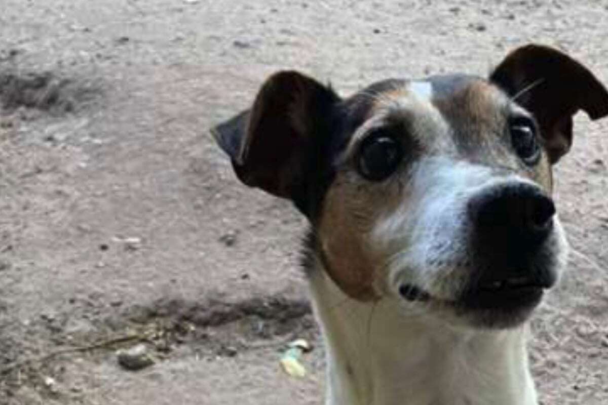 Jack-Russel-Mix jagt Glück nach: Ob Spartakus sein Schicksal drehen kann?