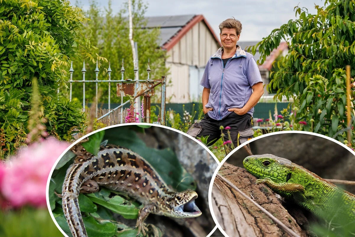 Nach der Gartensparte sollen auch die Tiere umgesiedelt werden: Eidechsen blockieren die Bagger