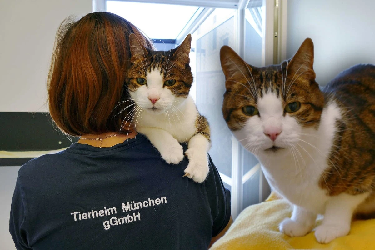 Kater wartet seit Jahren auf Happy End: Tierheim hat tragische Vermutung