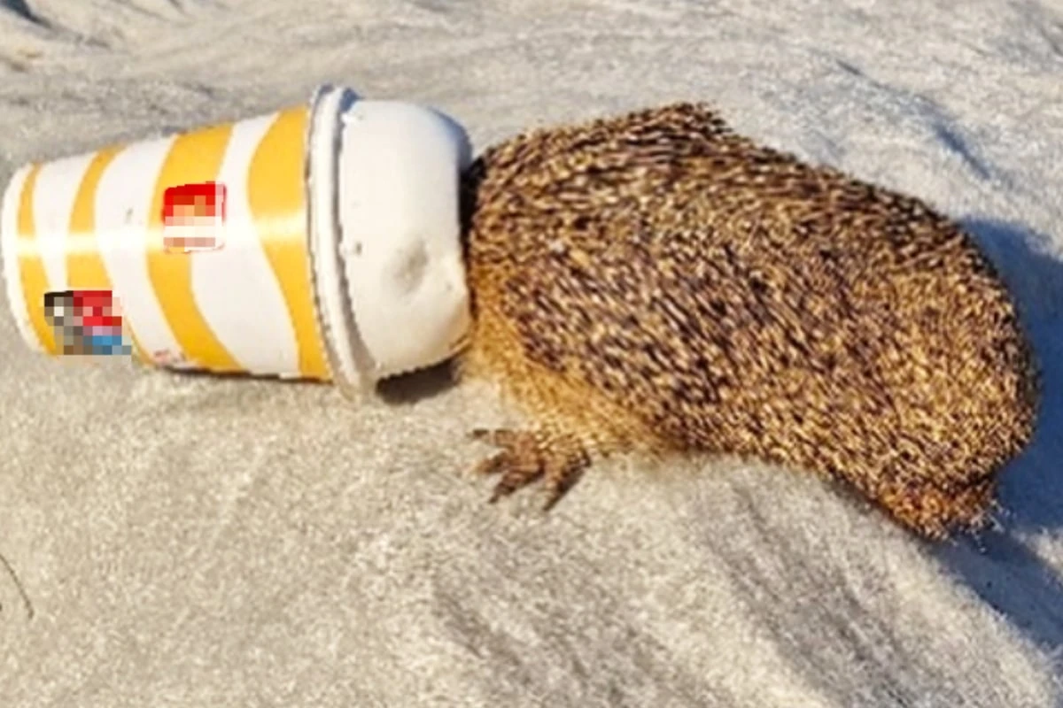 Igel in Not: Stacheliges Leckermaul bleibt in Eisbecher stecken
