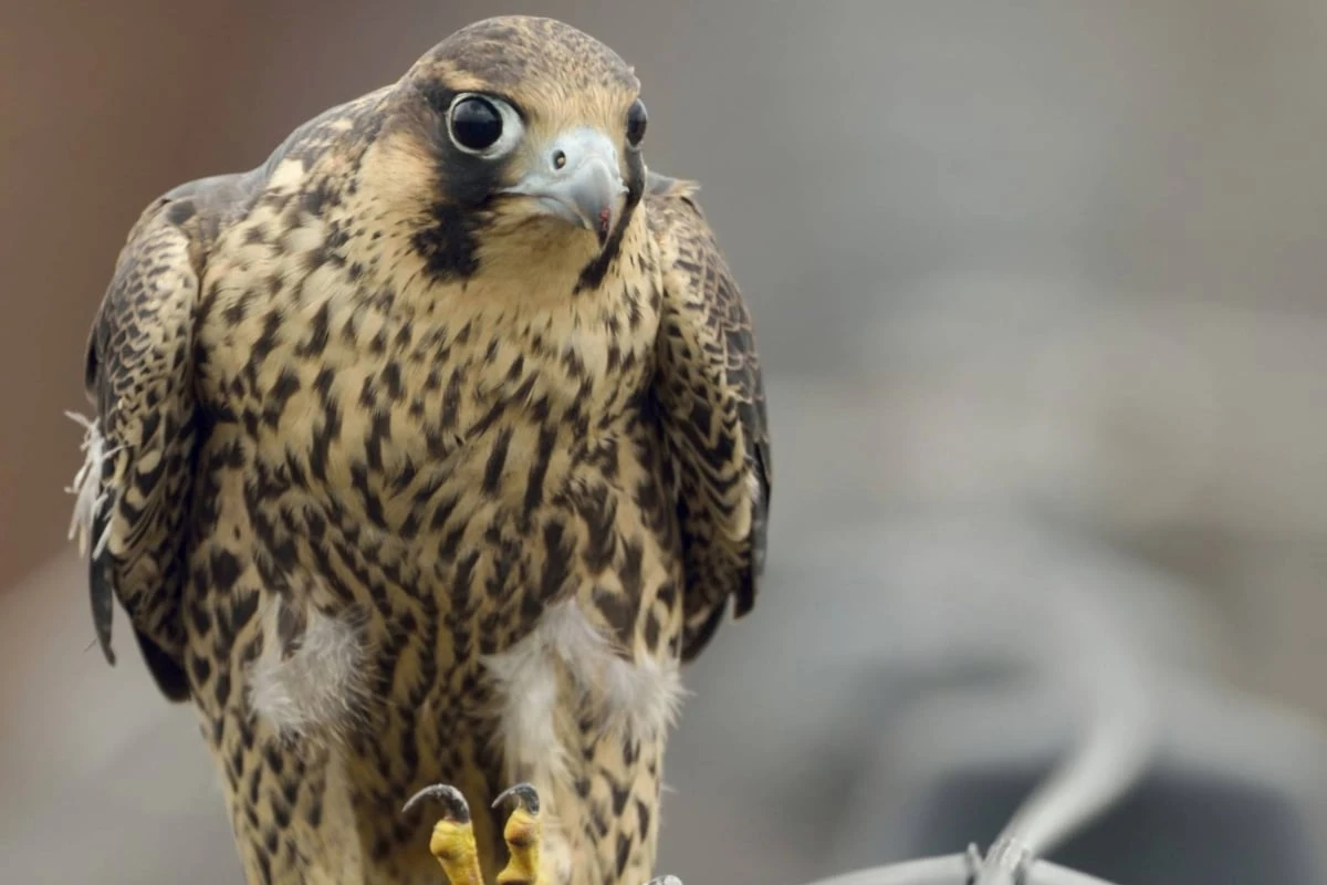 Wanderfalke von Kirchdach gerettet, doch es gibt kein Happy End