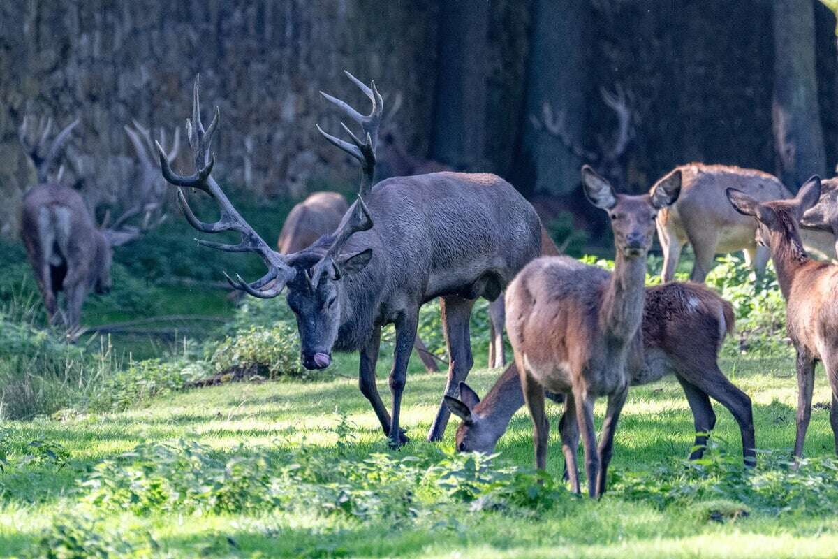 Seltene Hirschart im Moritzburger Wildgehege eingezogen