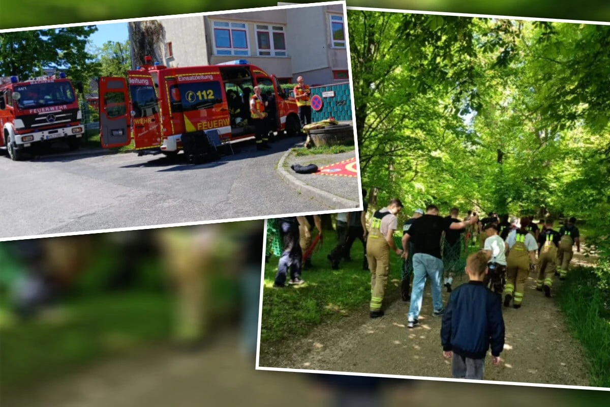 Wilde Rettungsaktion in Sachsen: Hirsche brechen aus Gehege aus