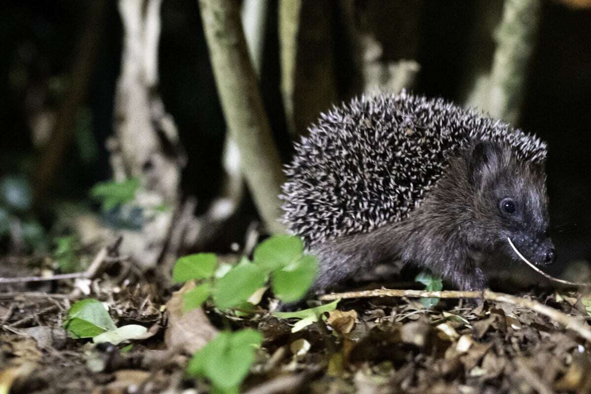 Skurriler Fall von Tierquälerei: Mann schleicht nachts in fremde Gärten und attackiert Igel