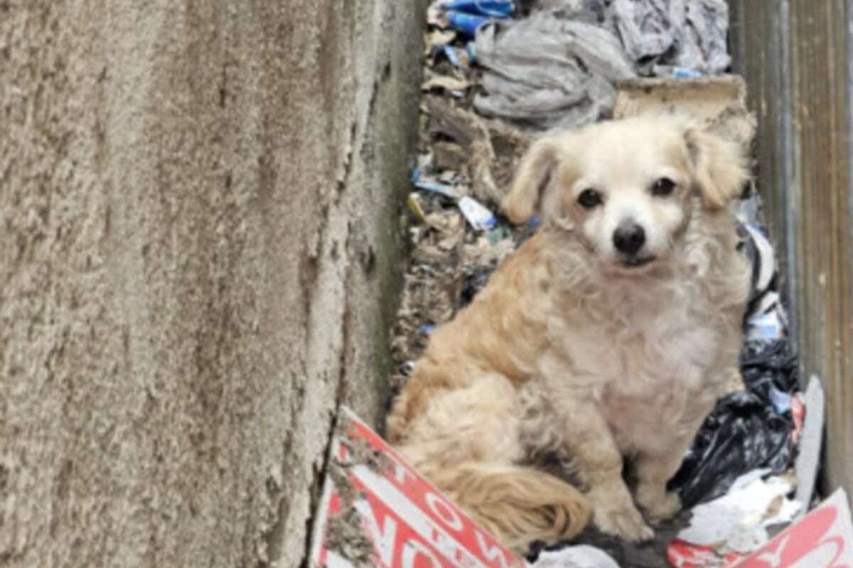 Hund einfach im Dreck ausgesetzt: Tierheim weigert sich, ihm zu helfen