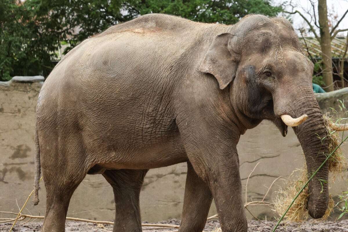 Frischer Wind mit 4,5 Tonnen: Elefantenbulle Maurice erkundet Tierpark