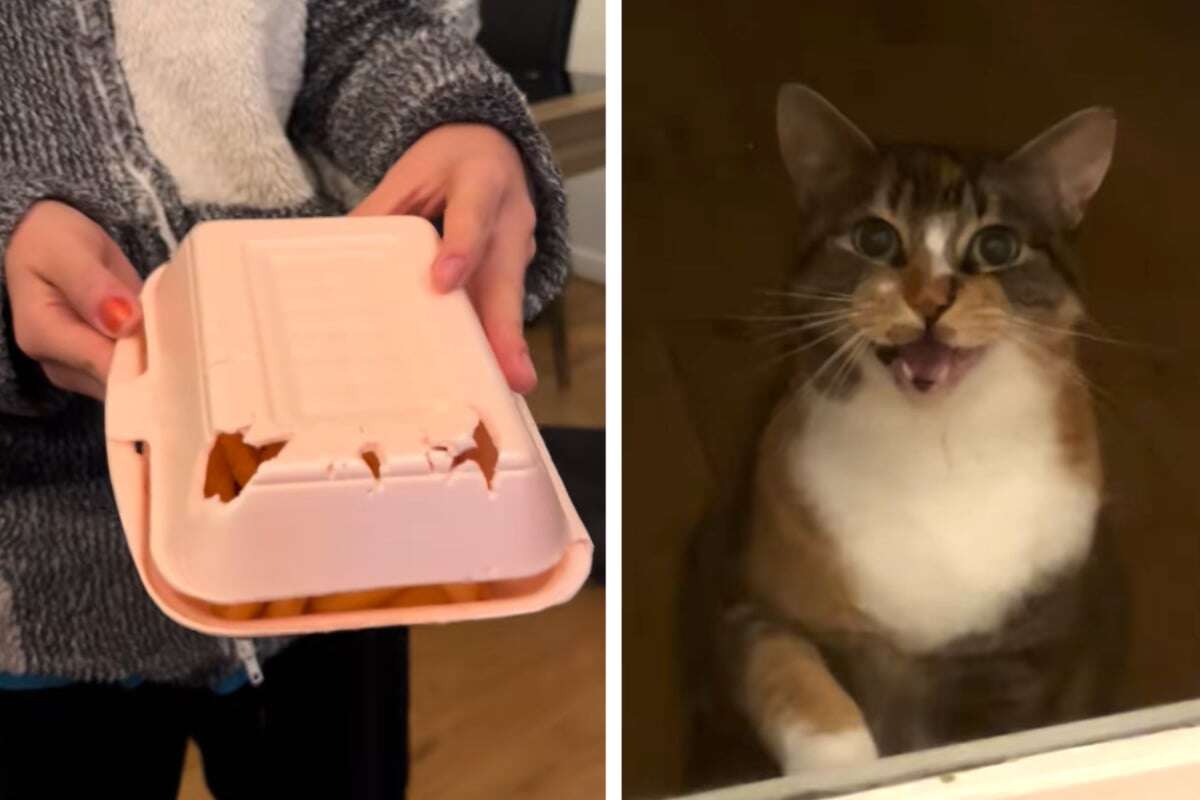 Katze ruiniert Fast Food: Reaktion auf Bestrafung bringt alle zum Lachen