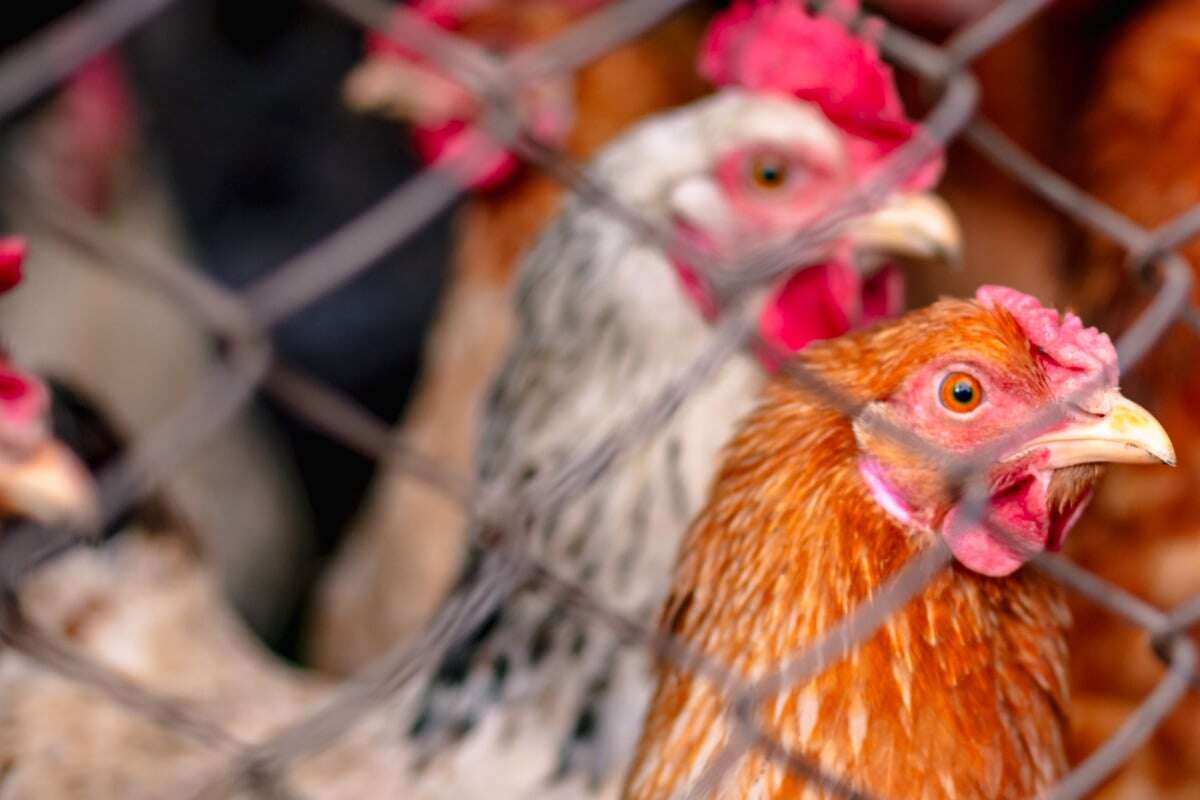 Horror-Transport gestoppt: Geflügel tot gequetscht, Kadaver auf Ladefläche