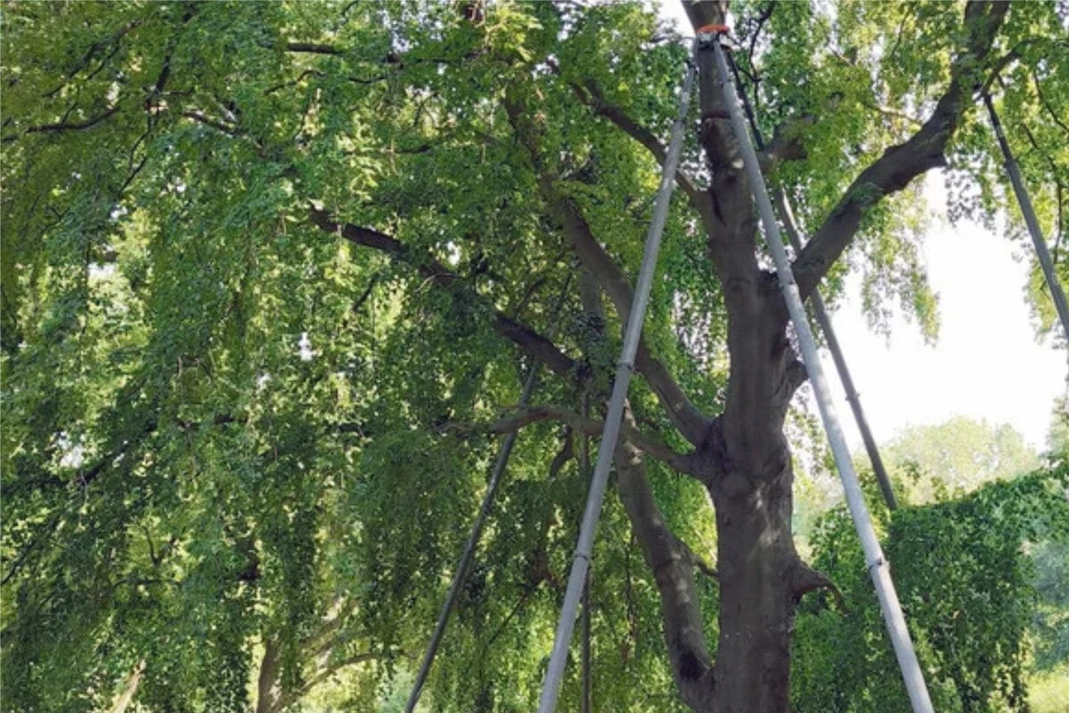 Sperrung nach einem Jahr aufgehoben: Stadt Leipzig rettet kranken Baum
