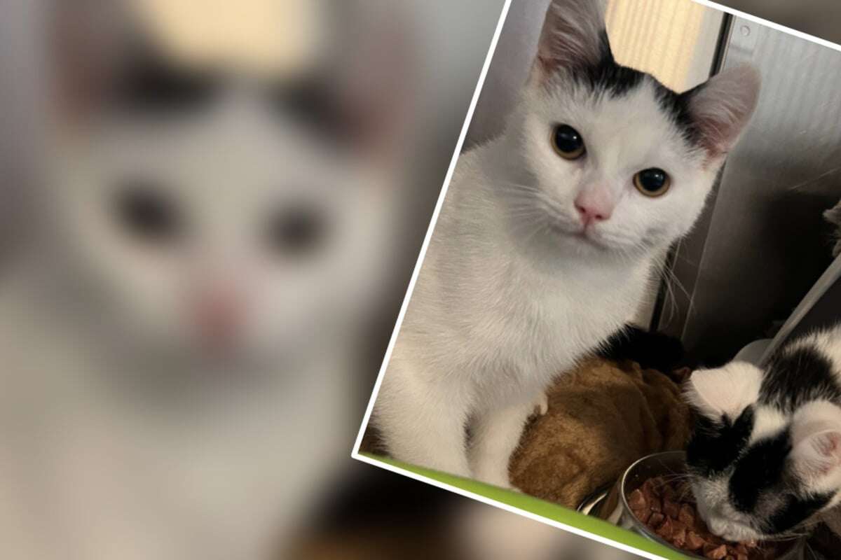 Absurde Story um Fell-Trio stellt Tierheim vor Rätsel: Wer hat diese Kater schon mal gesehen?