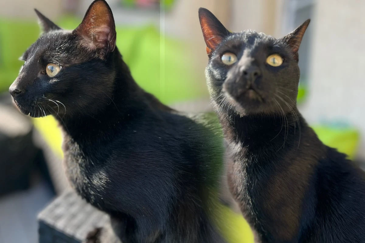Kleine Dresdnerin (7) verzweifelt: Wo ist Kater Pina?