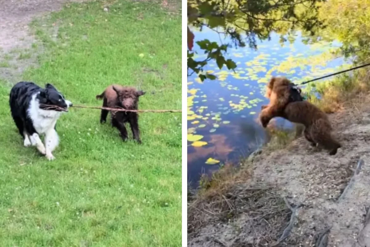 Tochter bittet Eltern, auf Hund aufzupassen: Dann geht alles schief