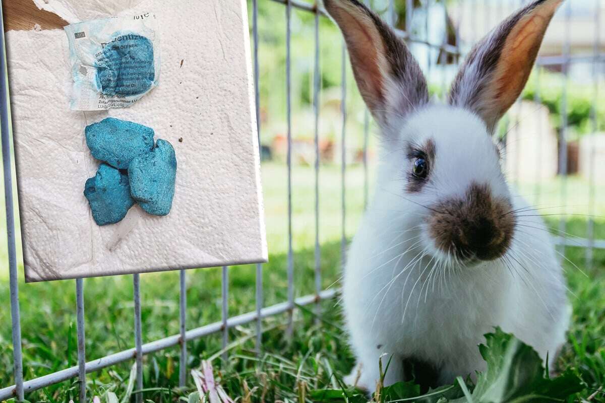 Skrupellose Aktion: Tierheim nach tödlichem Fund fassungslos