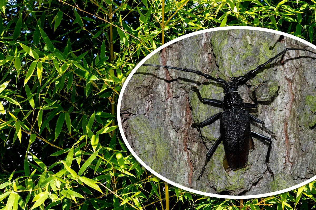 Sehr selten und vom Aussterben bedroht: Riesenkäfer in Darmstadt entdeckt!