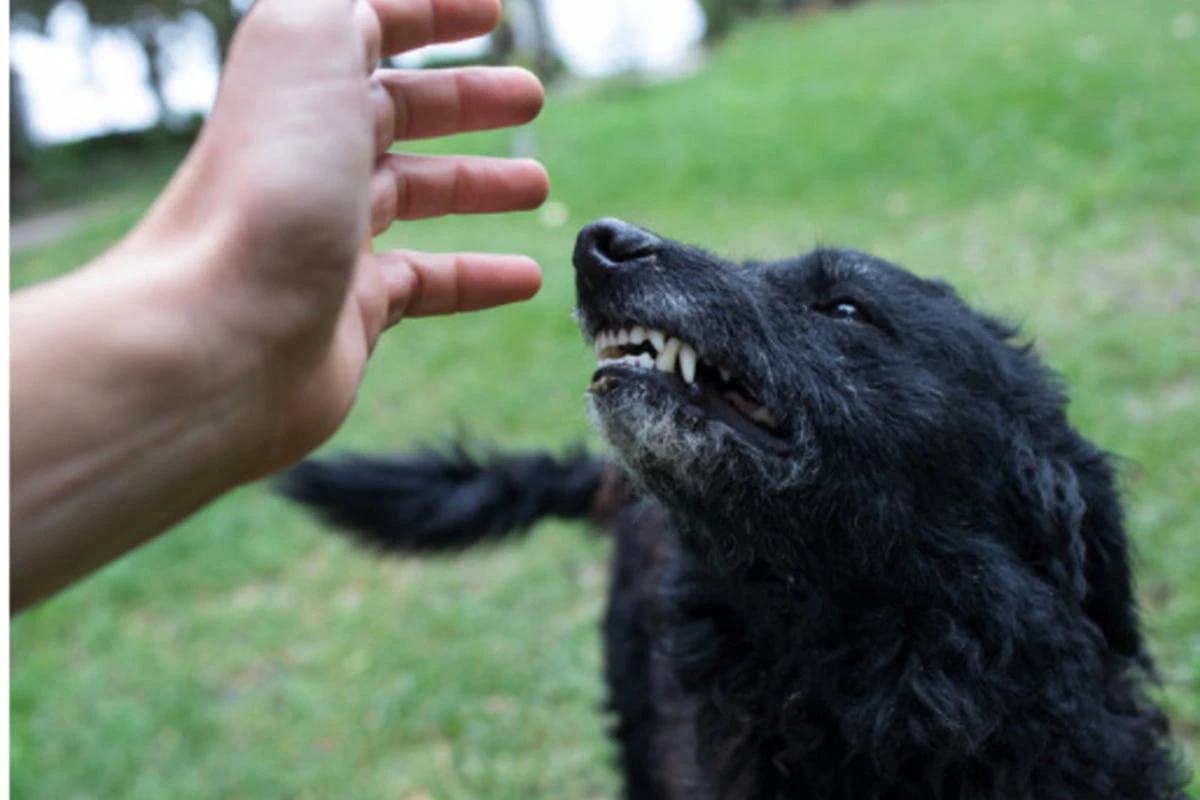 Hund beißt Kind auf Spielplatz: Polizei fahndet nach zwei jungen Frauen
