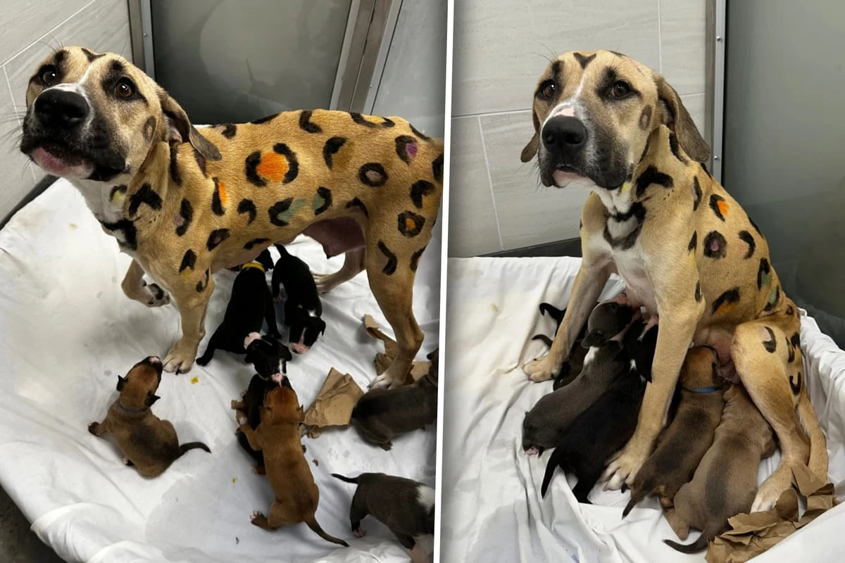 Tierheim soll Hunde-Mama aufnehmen: Kurz darauf staunen Retter nicht schlecht