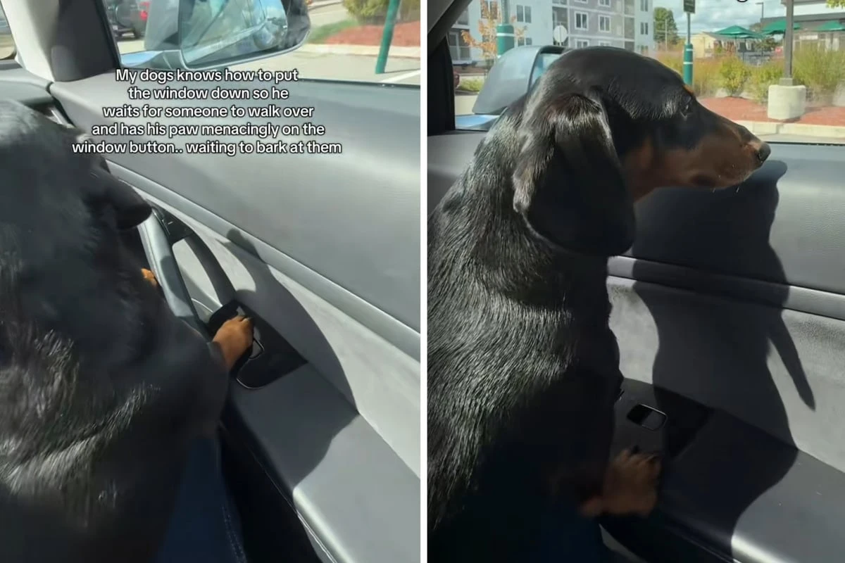 Dackel fährt im Auto mit: Dann lernt der Hund einen neuen Trick und sorgt so für reichlich Chaos