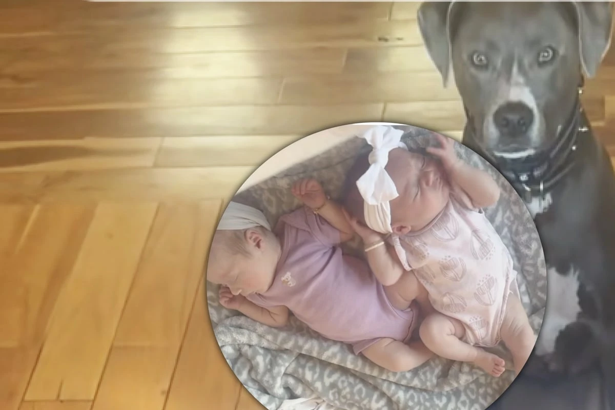 Hund wird mit Zwillingsbabys konfrontiert: Eine Sache bringt den Vierbeiner zum Verzweifeln