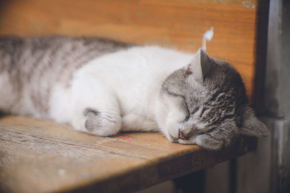 Katze mit einzigartiger Schlafposition erobert zahlreiche Herzen