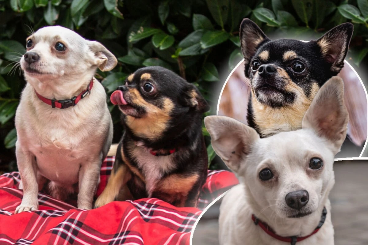 Frau stirbt und hinterlässt zwei kleine Hunde: Was wird nun aus Füri und Dobby?