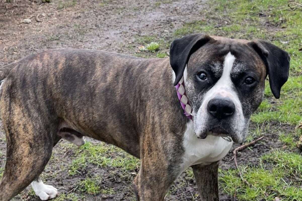 Er sitzt schon seit zwei Jahren im Tierheim: Gibt es für Maddox noch ein Happy End?