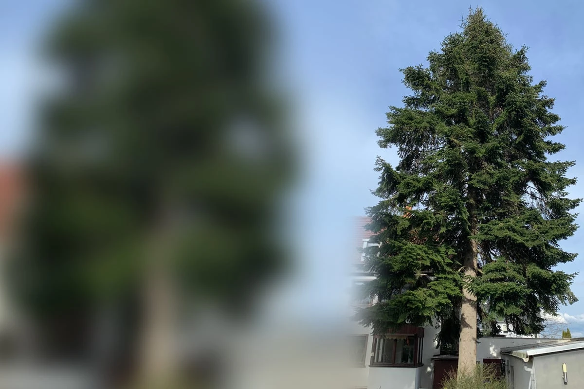 Diesjährige Striezeltanne ist ein Japaner: Wo sie derzeit noch steht