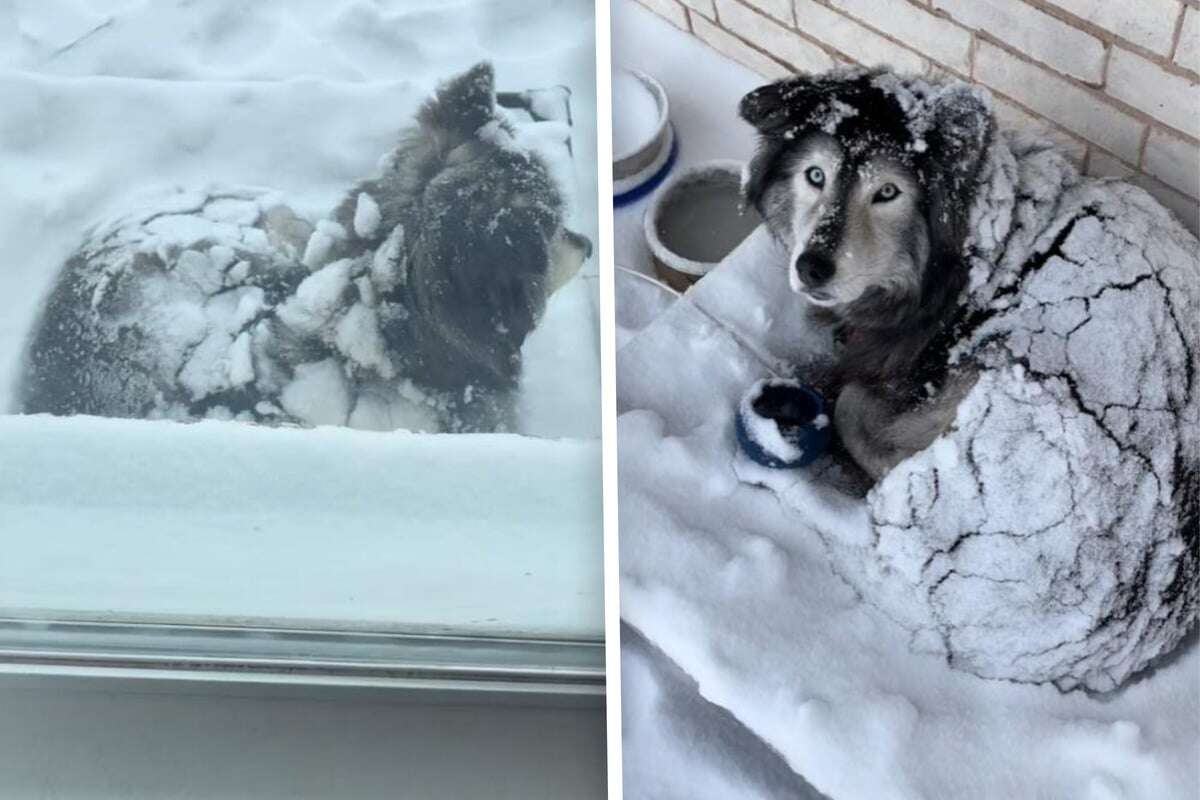 Husky verbringt Schneesturm im Garten! Doch die Situation ist anders, als es scheint