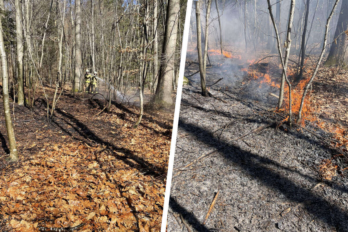 In Stuttgarter Waldgebiet bricht Feuer aus: Polizei ermittelt