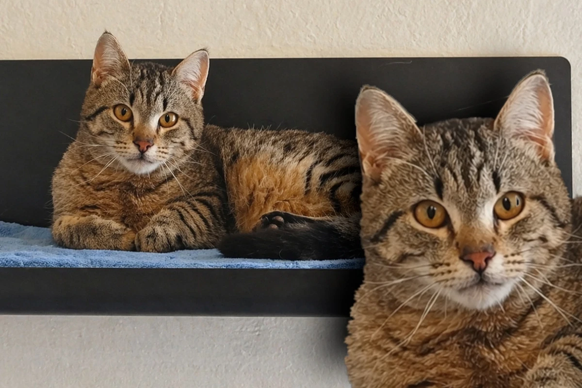 Schüchterner Kater landet im Tierheim: Wer gibt 