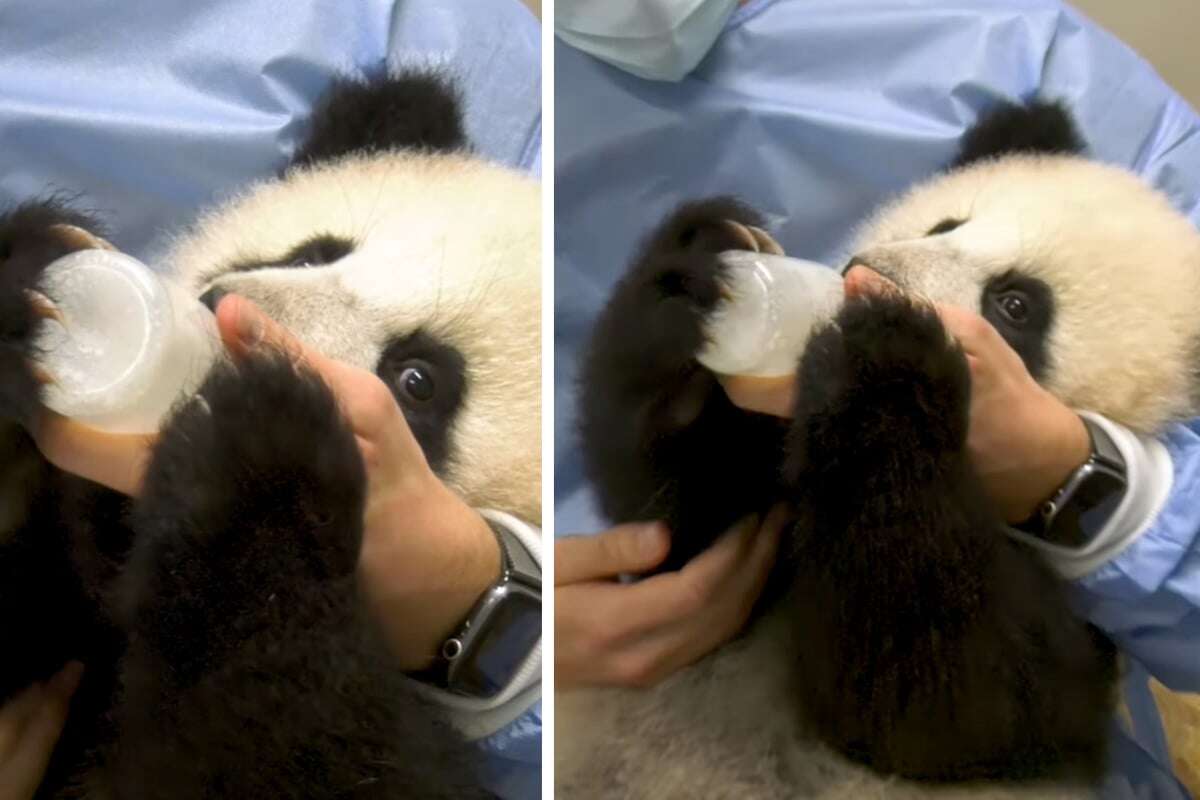 Eine Extraportion Milch: Panda-Zwillinge im Berliner Zoo sind jetzt Flaschenkinder