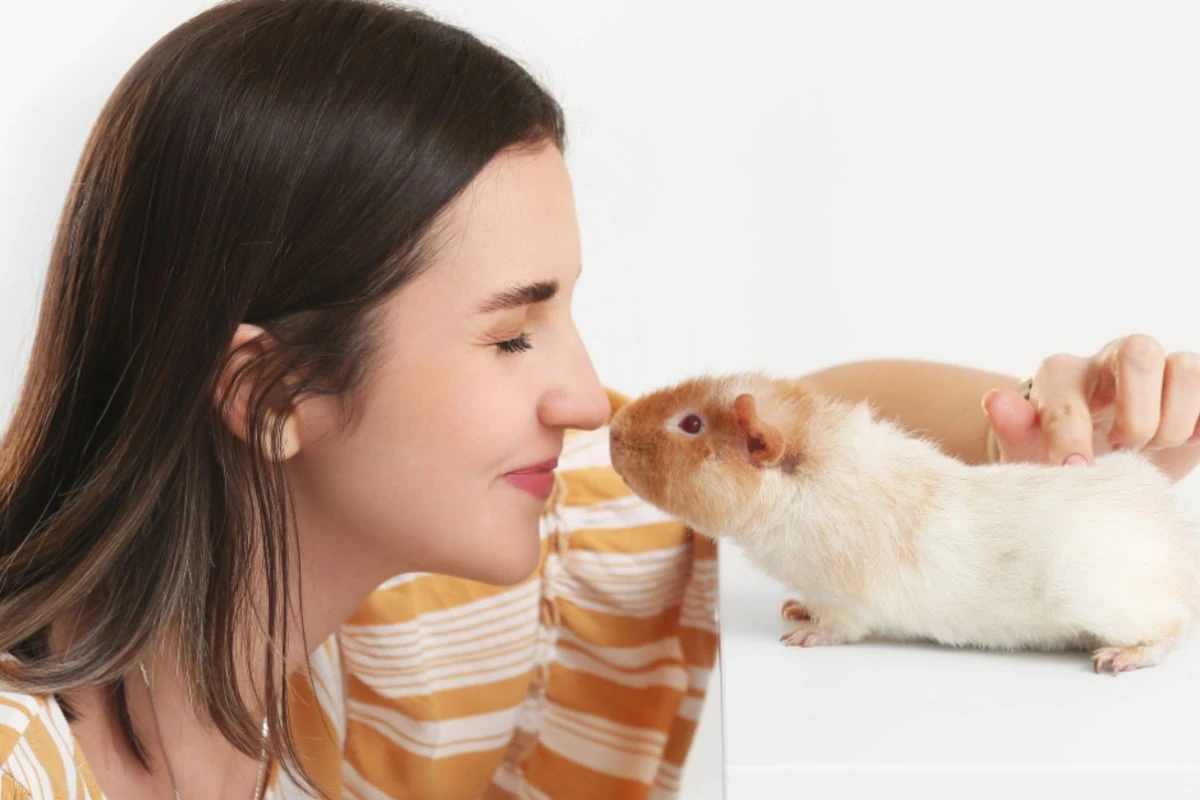 Willkommen daheim: Ein neues Meerschweinchen liebevoll eingewöhnen