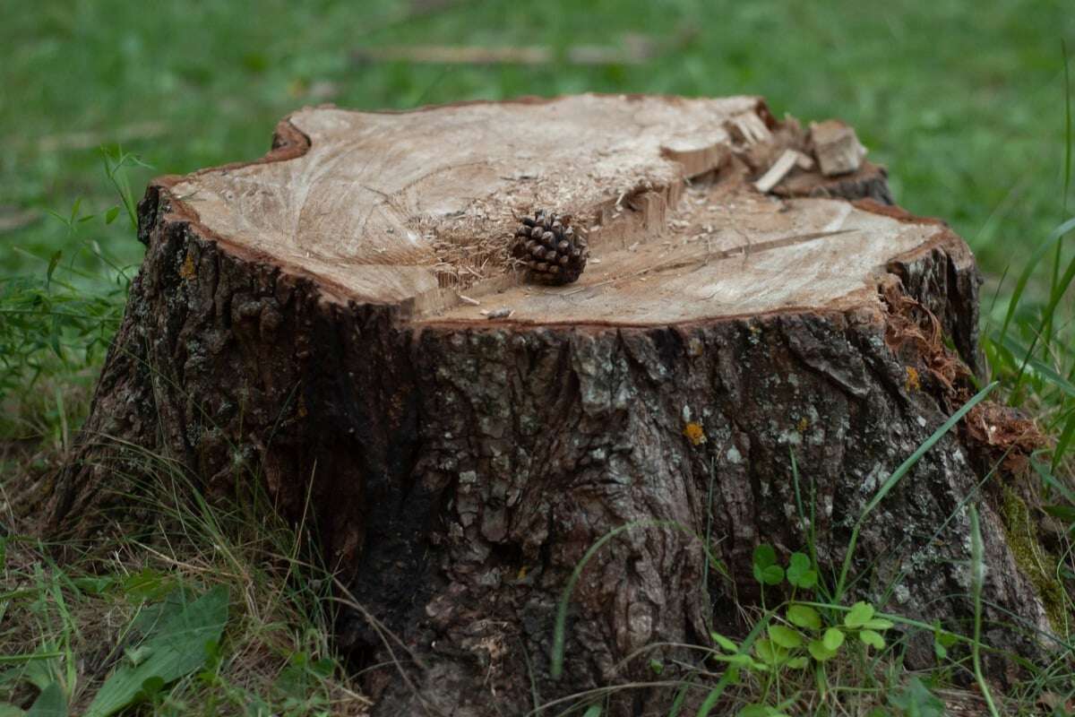 So lässt sich ein Baumstumpf entfernen oder sinnvoll nutzen