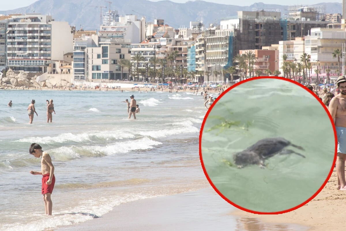 Ekel-Alarm in Urlaubsregion: Überschwemmte Kanalisation und tote Ratten im Meer