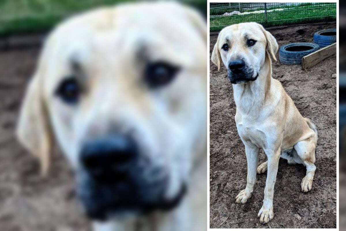 Liebenswerter Kangal sucht ein Zuhause, leider wurde Loki bislang immer übersehen