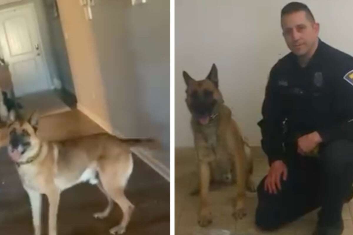 Nach einer heldenhaften Karriere: Polizeihund 