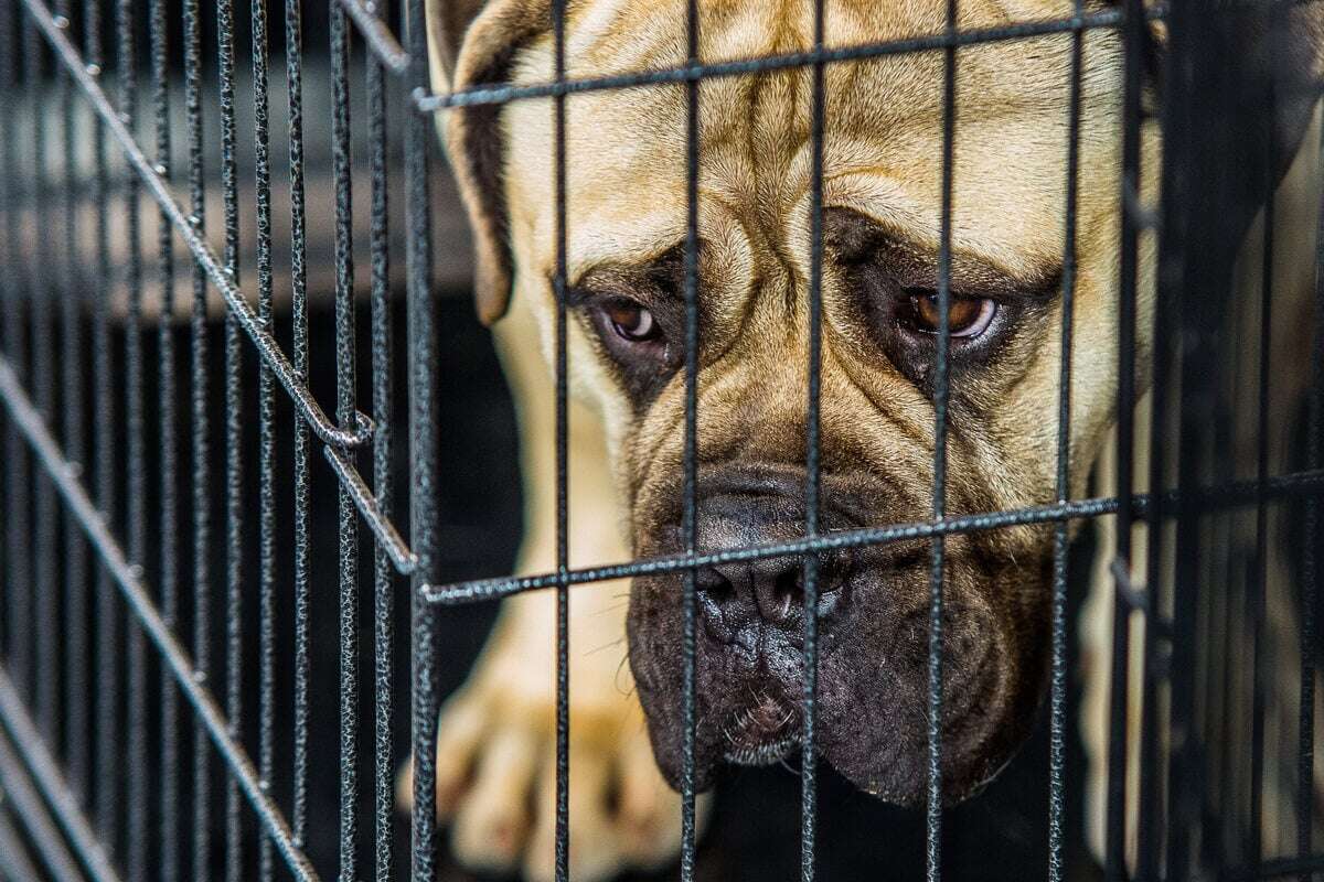 Tödlicher Test: So schnell kann eine Entscheidung einen Hund das Leben kosten