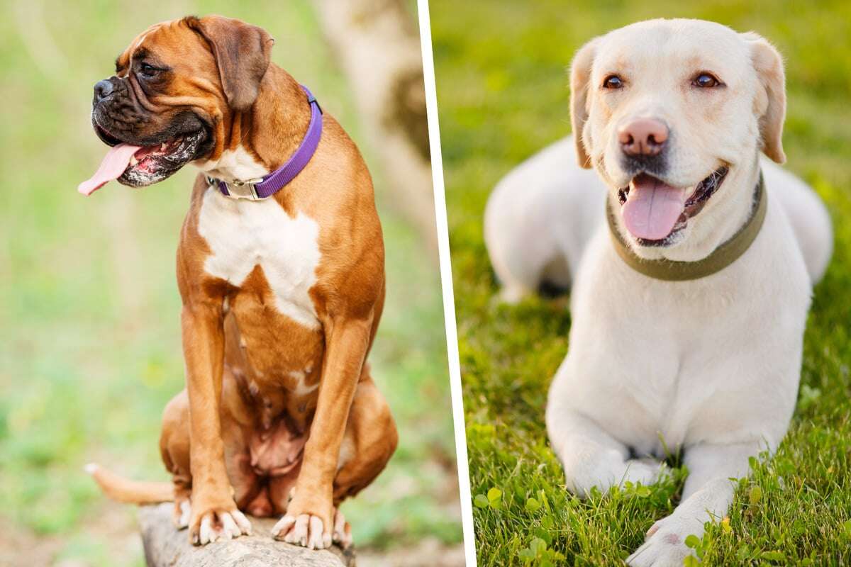 Labrador und Boxer zeugen Nachwuchs: So sieht der hübsche Mischling aus!