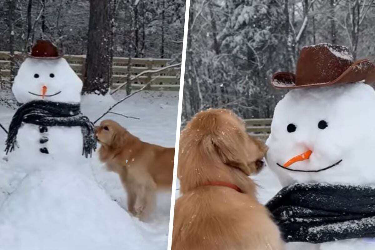 Golden Retriever lernt Schneemann kennen: Was er dann tut, bringt so viele zum Lachen