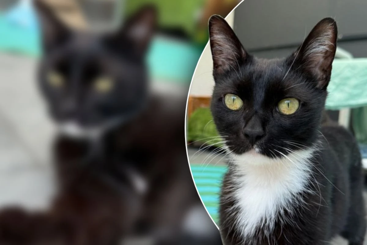 Kleiner Kater landet im Tierheim, Pfleger vermuten: 