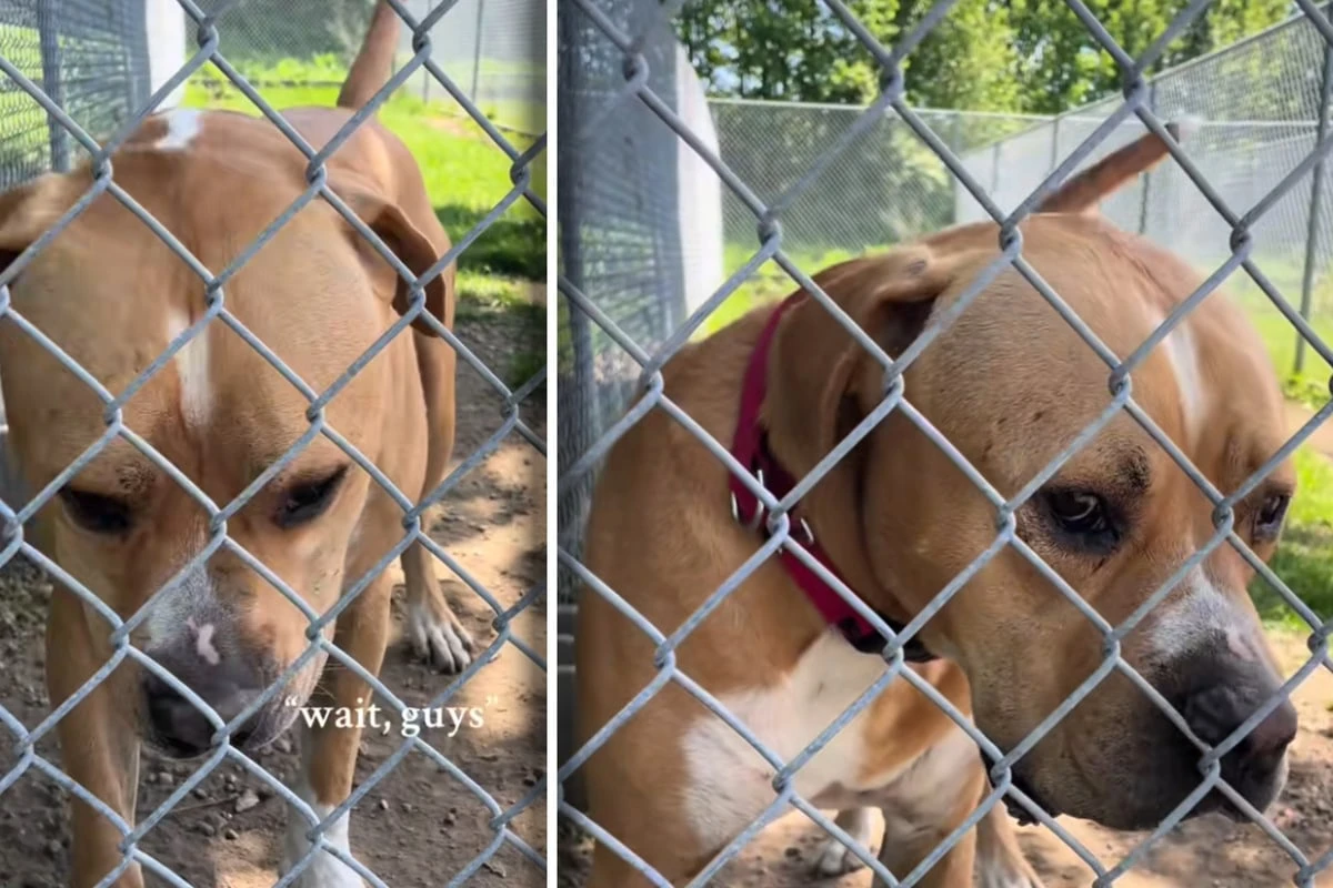 Herrchen verstößt Hund: Was dann im Tierheim passiert, macht alles noch schlimmer