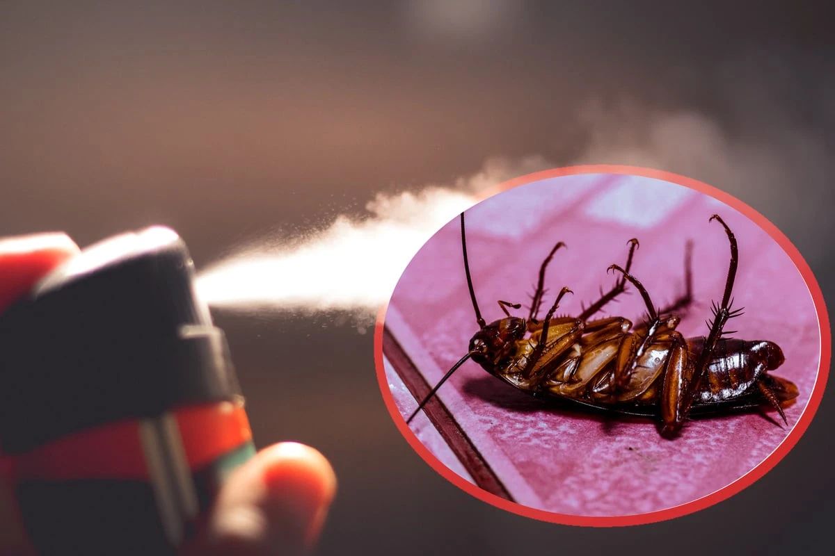 Frau zündet Kakerlake an: Plötzlich steht das ganze Haus in Flammen