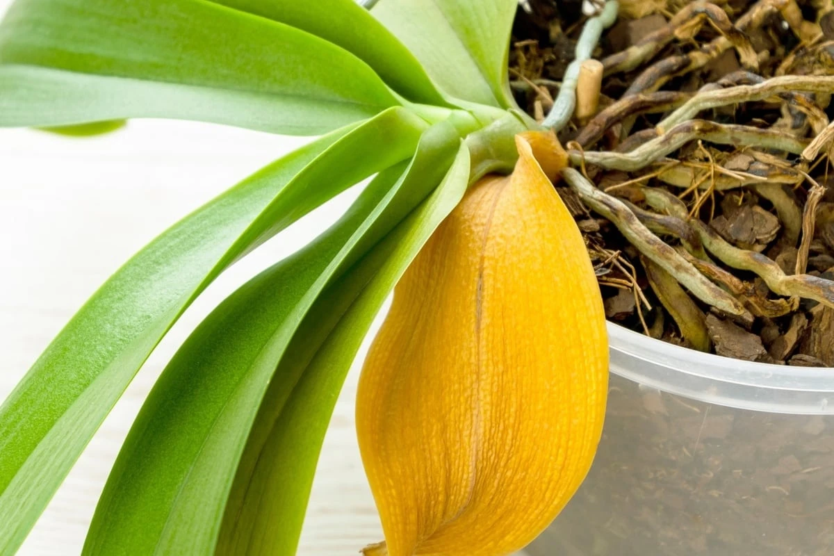 Wenn die Orchidee gelbe Blätter bekommt: So kann man sie retten
