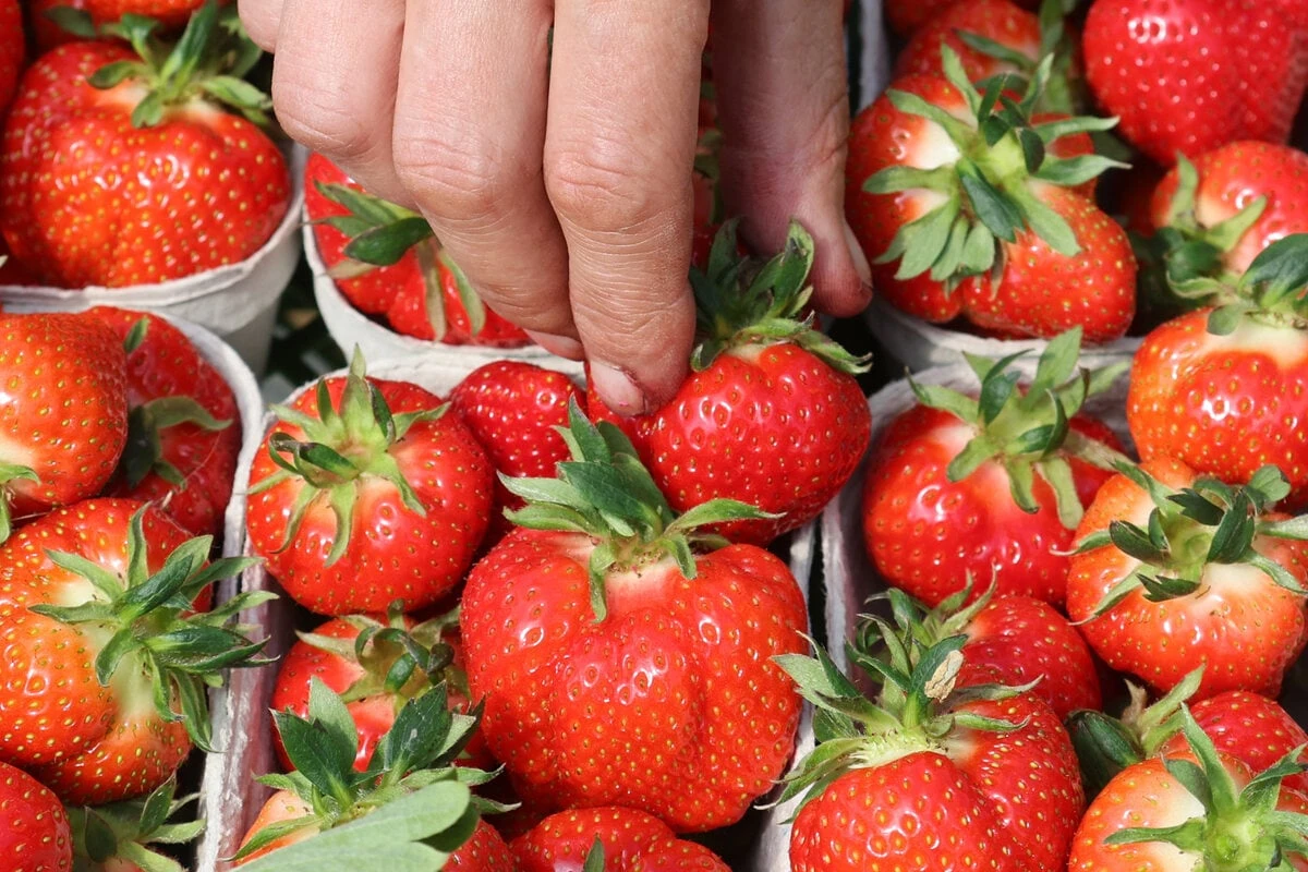 Wie bei einer Dschungelprüfung: Frau ekelt sich vor Erdbeeren und Orangen