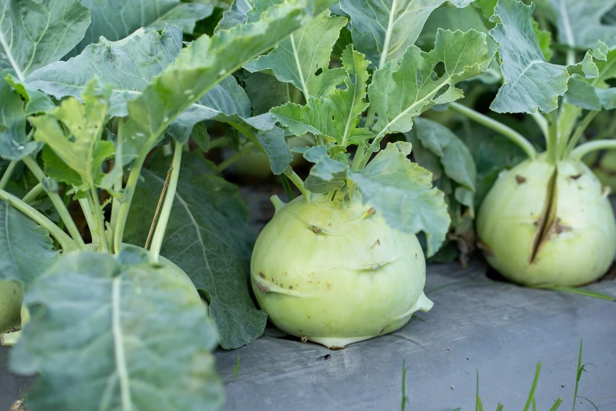 Das kannst Du tun, damit Dein Kohlrabi nicht aufplatzt