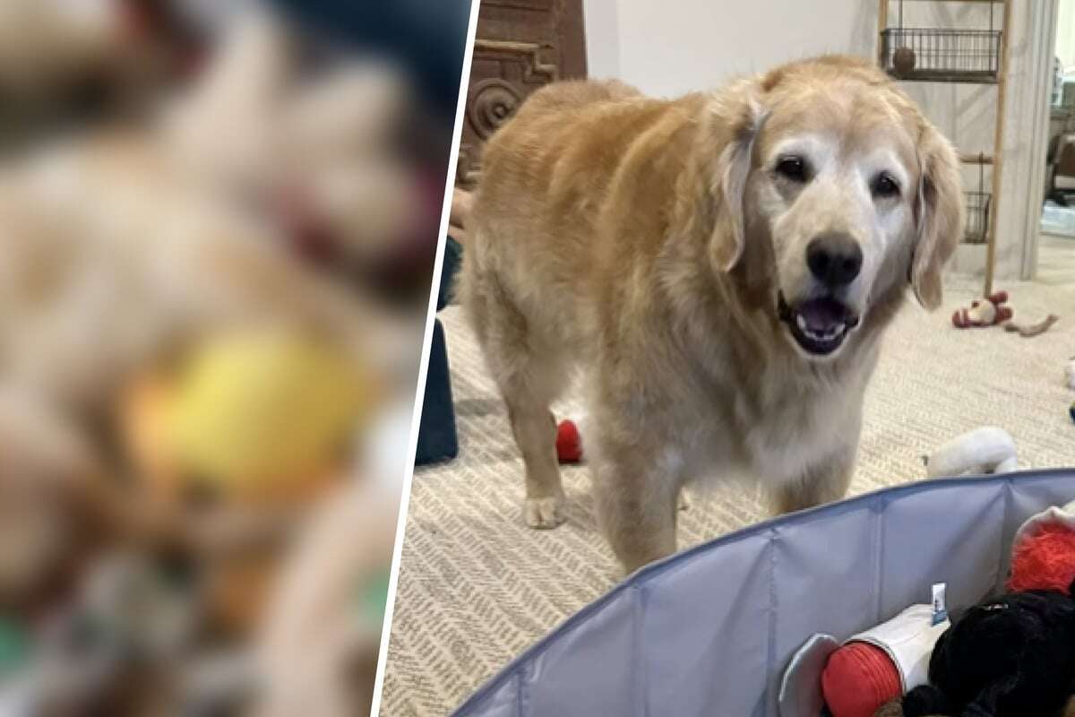 Golden Retriever ist nach Urlaub plötzlich verschwunden - Wo Frauchen ihn dann findet, geht ganz nah