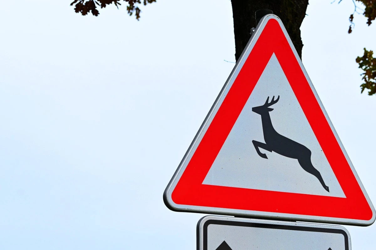 Tödlicher Wildwechsel: Rollerfahrer stirbt nach Unfall mit Reh