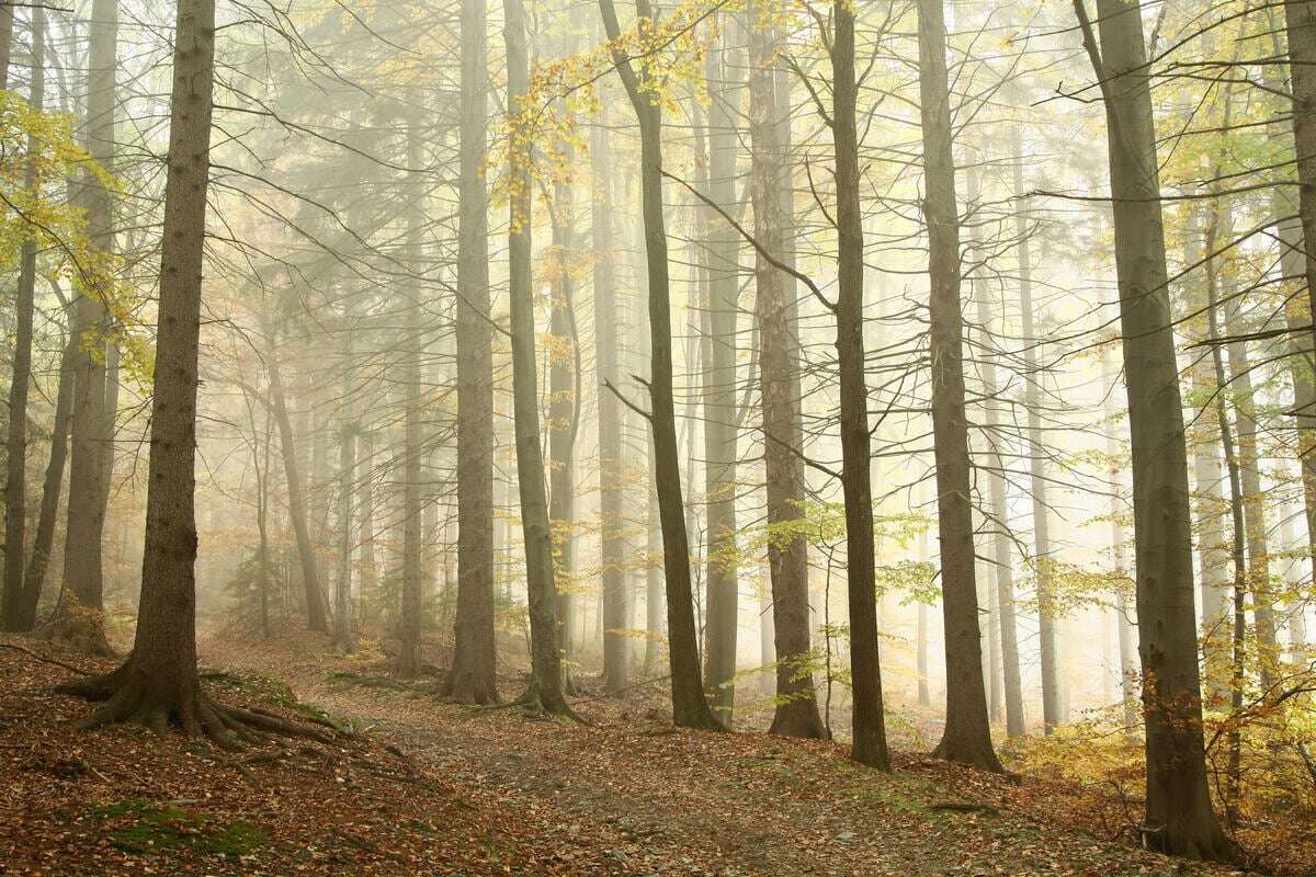 Frau geht allein im Wald spazieren - Dann kommt es zu schrecklichen Szenen